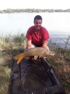 Common Carp