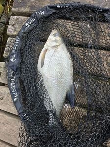 Common Bream