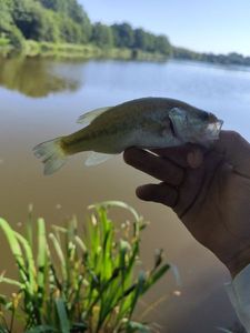 Largemouth Bass