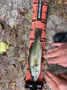 Largemouth Bass