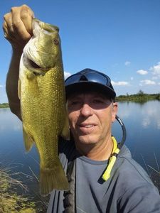 Largemouth Bass