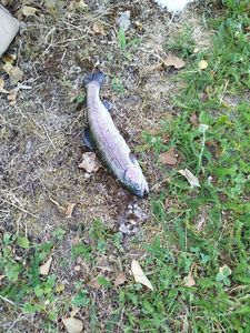 Rainbow Trout