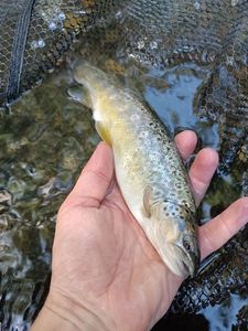 Brown Trout