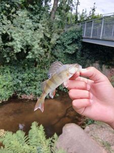 European Perch