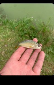 Mirror Carp