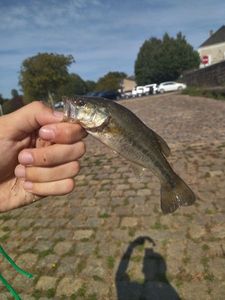 Largemouth Bass