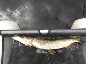 Brochet