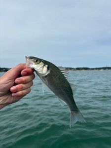 European Bass (Seabass)