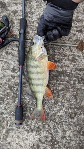 European Perch