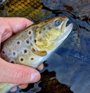 Brown Trout