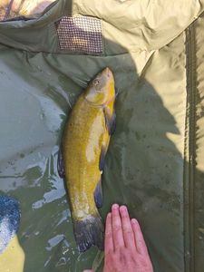 Tench