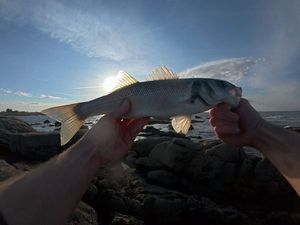 European Bass (Seabass)