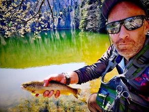 Brown Trout