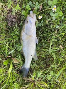 Largemouth Bass