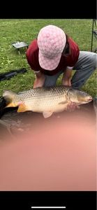 Common Carp