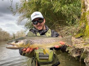 Brown Trout