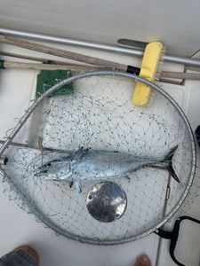 Atlantic Bonito