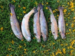 Rainbow Trout