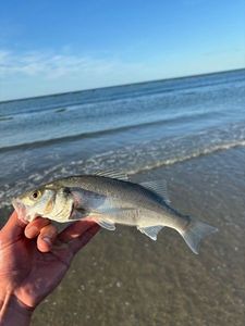 European Bass (Seabass)