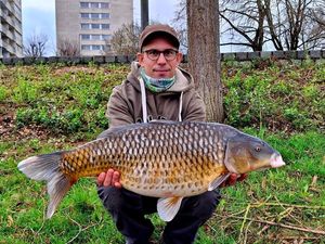 Common Carp