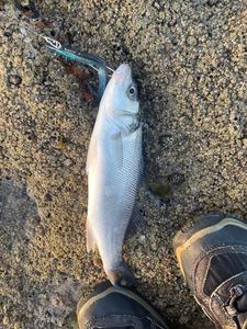 European Bass (Seabass)