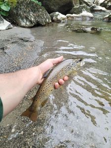 Brown Trout