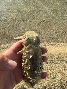 Common Cuttlefish