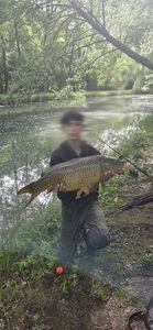 Common Carp