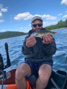 European Perch
