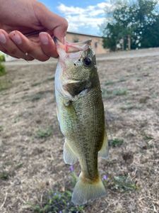 Largemouth Bass