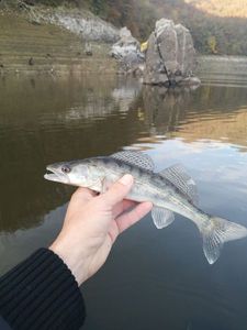 Zander