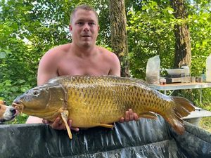Common Carp