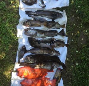 Atlantic Cod (Baltic)
