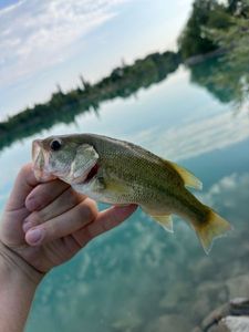 Largemouth Bass