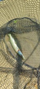 Chain Pickerel