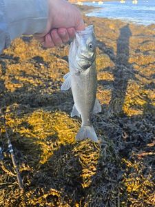 European Bass (Seabass)
