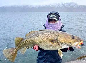 Atlantic Cod (Baltic)