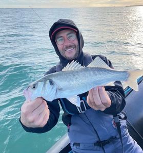 European Bass (Seabass)