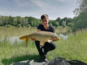 Common Carp
