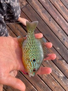 Green Sunfish