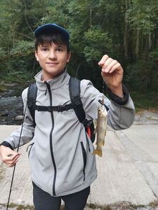 Brown Trout