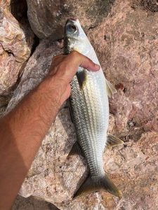 Flathead Grey Mullet