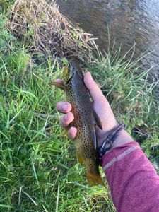 Brown Trout