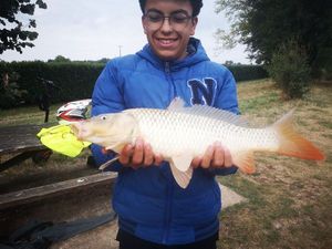 Common Carp