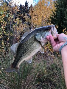 Largemouth Bass