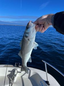 European Bass (Seabass)