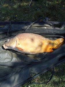 Mirror Carp