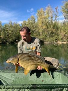 Common Carp