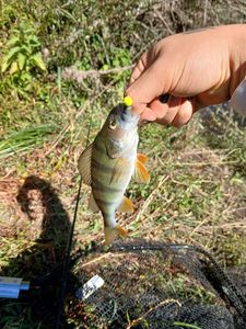 European Perch