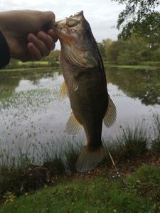 Largemouth Bass